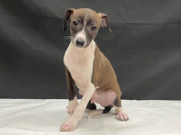 Italian Greyhound-DOG-Male-Seal-24046-Petland Scottsdale, Arizona