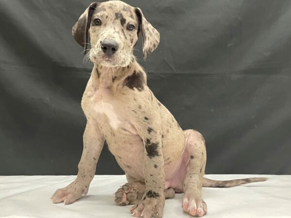 Great Dane-DOG-Male-Merle-24045-Petland Scottsdale, Arizona