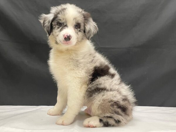 Australian Shepherd-DOG-Male-Blue Merle-24044-Petland Scottsdale, Arizona