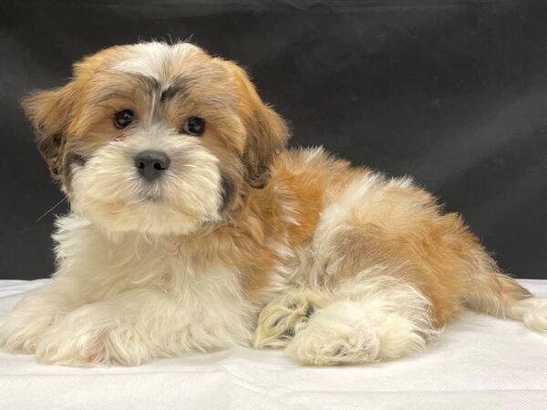 Bichon Frise/Shih Tzu-DOG-Male-Gold and White-24043-Petland Scottsdale, Arizona