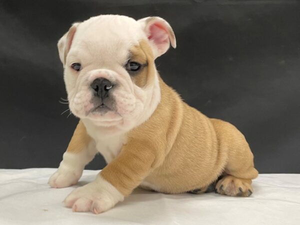 English Bulldog-DOG-Male-Red and White-24042-Petland Scottsdale, Arizona