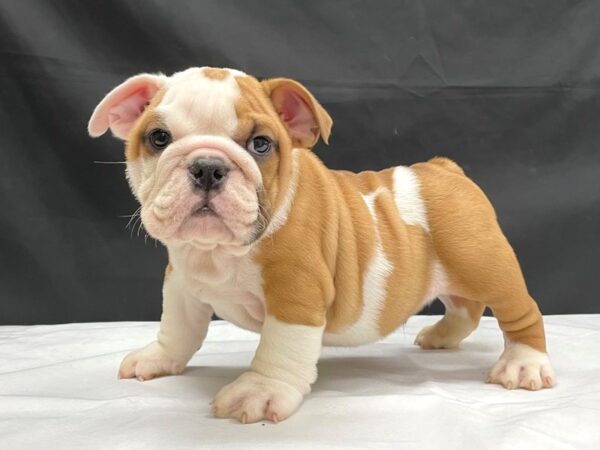 English Bulldog-DOG-Male-Red-24057-Petland Scottsdale, Arizona