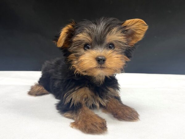 Yorkshire Terrier-DOG-Male-Black / Tan-24059-Petland Scottsdale, Arizona