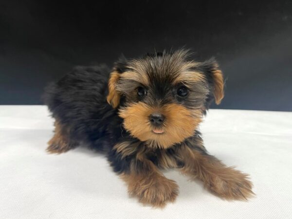 Yorkshire Terrier-DOG-Male-Black / Tan-24058-Petland Scottsdale, Arizona