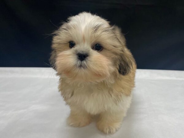 Shih Tzu-DOG-Male-White / Gold-24055-Petland Scottsdale, Arizona
