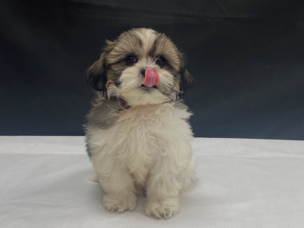 Shih Tzu-DOG-Female-White / Gold-24054-Petland Scottsdale, Arizona