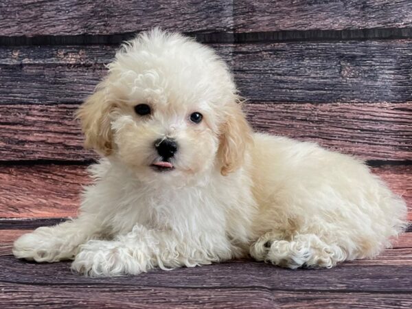 Maltese/Poodle-DOG-Male-Cream-24093-Petland Scottsdale, Arizona