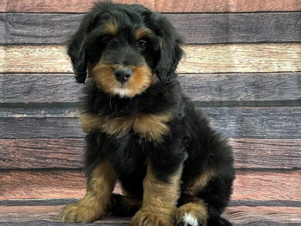 Bernese Mountain Dog/Poodle-DOG-Male-Black / Tan-24092-Petland Scottsdale, Arizona