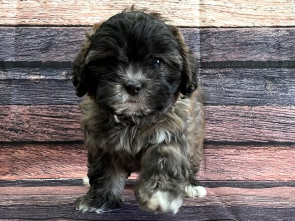 Poodle/Shih Tzu-DOG-Female-Cafe Au Lait-24091-Petland Scottsdale, Arizona