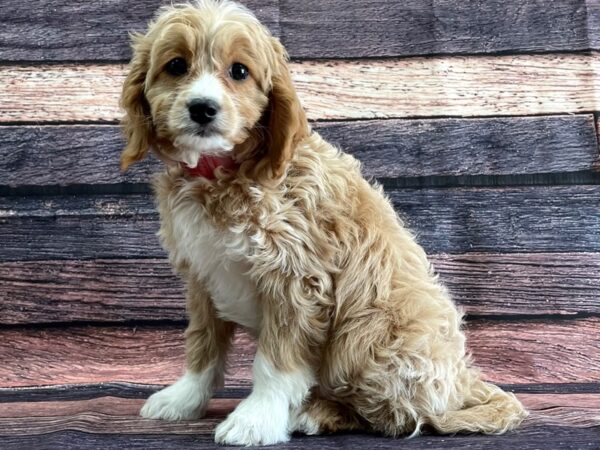 F1b Cavapoo-DOG-Female-Apricot-24090-Petland Scottsdale, Arizona