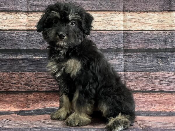 Australian Shepherd/Poodle-DOG-Male-Black / Tan-24088-Petland Scottsdale, Arizona