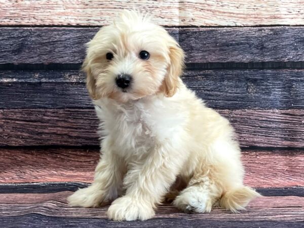 Bichon Frise/Poodle-DOG-Male-Cream-24089-Petland Scottsdale, Arizona