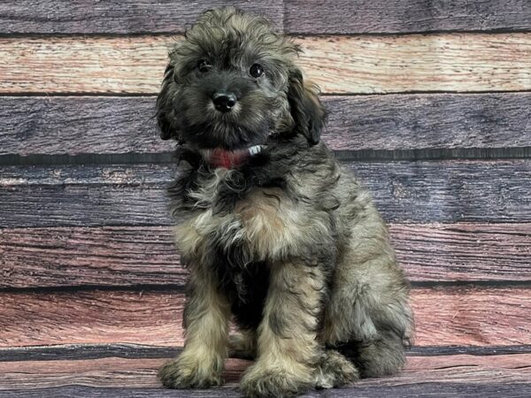 Australian Shepherd/Poodle-DOG-Female-Cafe Au Lait-24087-Petland Scottsdale, Arizona