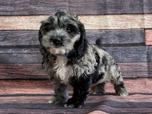 Cocker Spaniel/Poodle-DOG-Male-Blue Merle-24086-Petland Scottsdale, Arizona