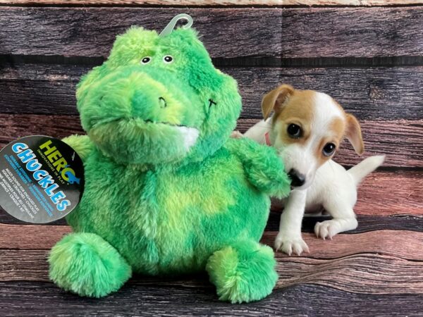 Jack Russell Terrier-DOG-Female-White / Red-24084-Petland Scottsdale, Arizona