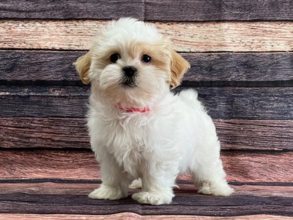 Shih Tzu-DOG-Female-White / Cream-24083-Petland Scottsdale, Arizona