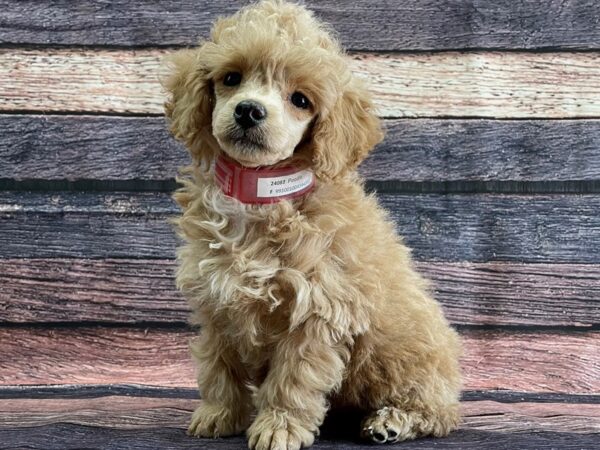Poodle-DOG-Female-Apricot-24082-Petland Scottsdale, Arizona