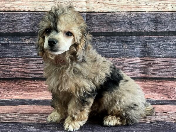Poodle-DOG-Female-Blue Merle / Tan-24081-Petland Scottsdale, Arizona