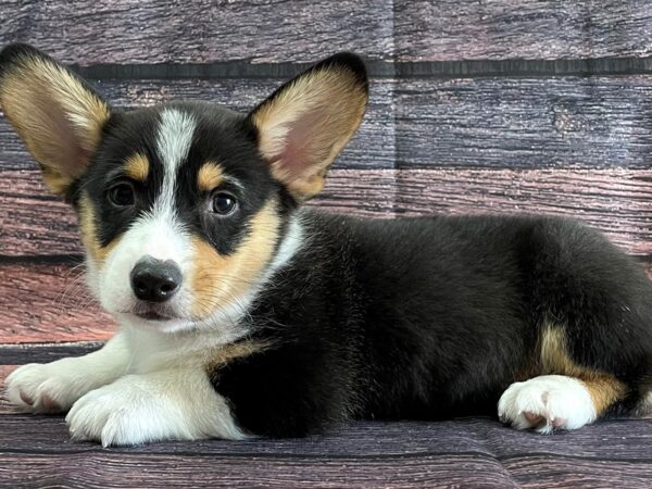 Pembroke Welsh Corgi-DOG-Male-Black White / Tan-24079-Petland Scottsdale, Arizona