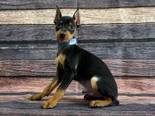 Miniature Pinscher-DOG-Male-Black / Rust-24078-Petland Scottsdale, Arizona