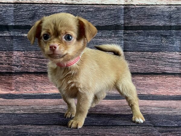 Chihuahua-DOG-Female-Fawn-24076-Petland Scottsdale, Arizona