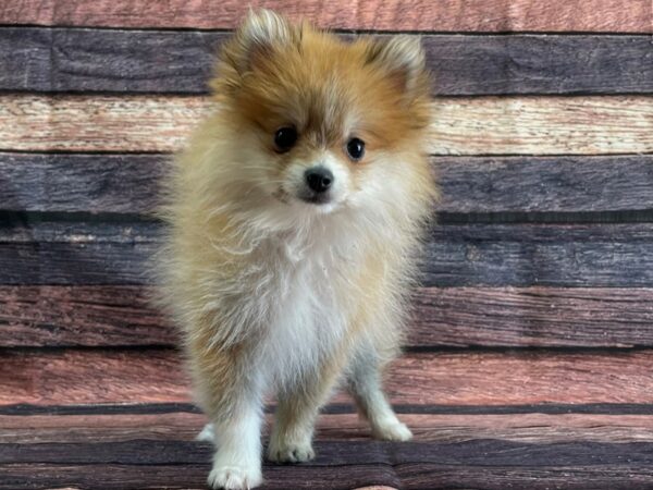 Pomeranian-DOG-Male-Orange-24080-Petland Scottsdale, Arizona