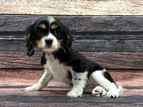 Cavalier King Charles Spaniel-DOG-Female-Black and White-24075-Petland Scottsdale, Arizona