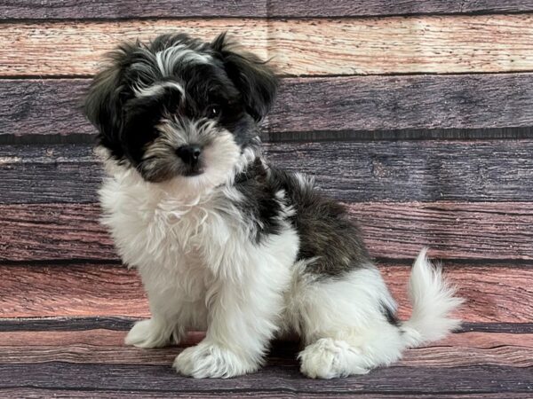 Bichon Frise/Shih Tzu-DOG-Female-Brindle / White-24085-Petland Scottsdale, Arizona