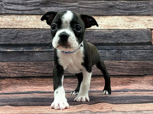 Boston Terrier-DOG-Male-Black Brindle and White-24073-Petland Scottsdale, Arizona