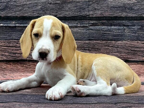 Beagle-DOG-Female-Red and White-24072-Petland Scottsdale, Arizona