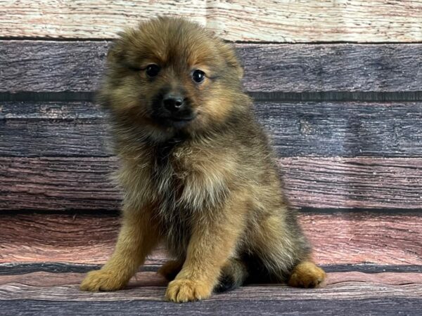 Pomeranian-DOG-Female-Red Sable-24070-Petland Scottsdale, Arizona