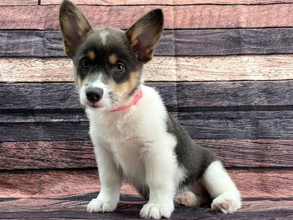 Pembroke Welsh Corgi-DOG-Female-Blue-24069-Petland Scottsdale, Arizona