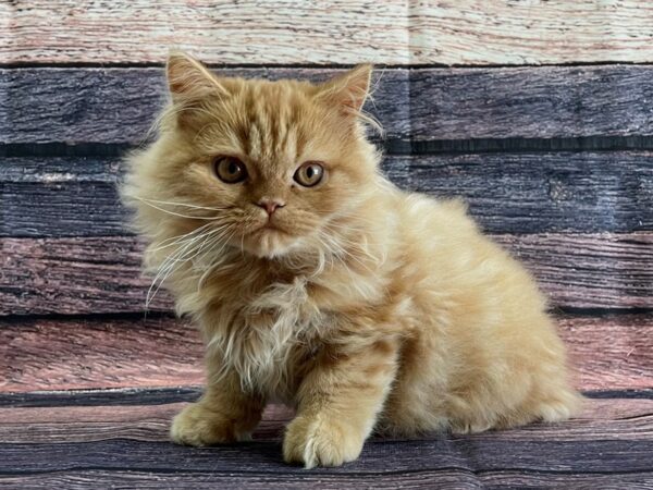 Persian-CAT-Male-Red-24068-Petland Scottsdale, Arizona