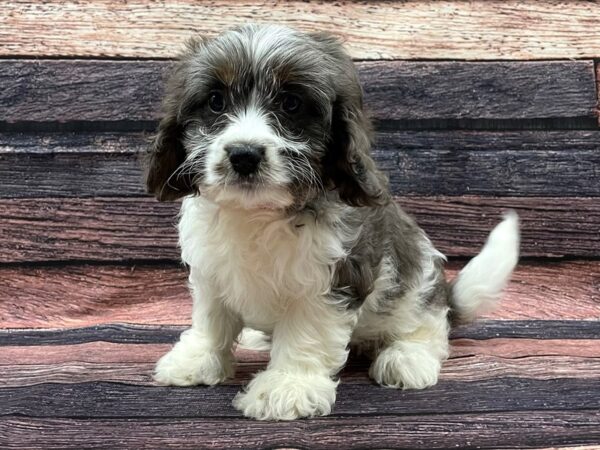 Cavalier King Charles Spaniel/Poodle-DOG-Female-Blue and White-24067-Petland Scottsdale, Arizona