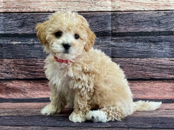 Bichon Frise/Poodle-DOG-Female-Apricot-24066-Petland Scottsdale, Arizona