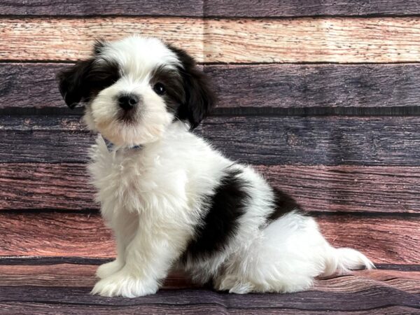 Havanese-DOG-Male-Black and White-24065-Petland Scottsdale, Arizona