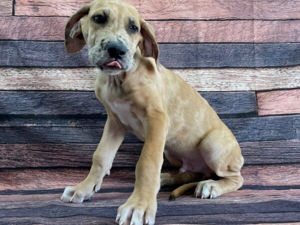 Great Dane-DOG-Male-Fawn-24064-Petland Scottsdale, Arizona