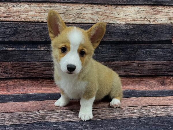 Pembroke Welsh Corgi-DOG-Male-Red / White-24110-Petland Scottsdale, Arizona