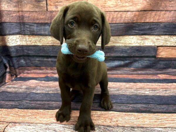 Labrador Retriever-DOG-Female-Chocolate-24108-Petland Scottsdale, Arizona