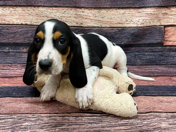 Basset Hound-DOG-Male-Black Tan / White-24105-Petland Scottsdale, Arizona