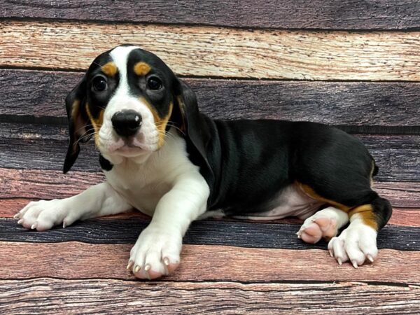 Basset Hound/Old English Bulldog-DOG-Female-Black / Tan-24121-Petland Scottsdale, Arizona