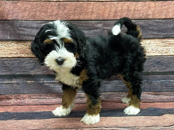 F1B Mini Bernedoodle-DOG-Male-Black / Tan-24118-Petland Scottsdale, Arizona