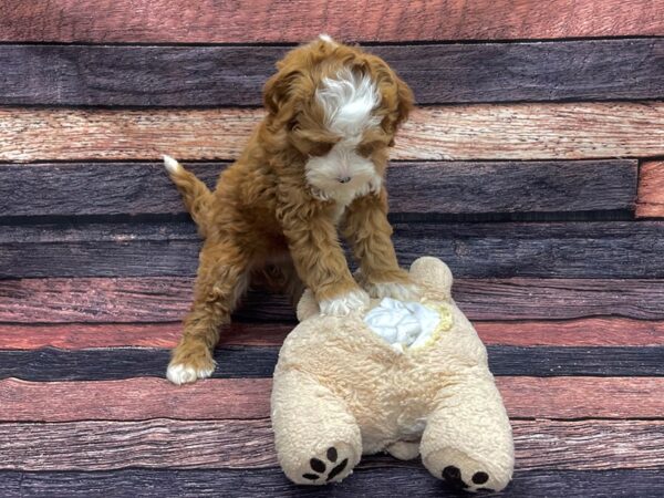 F1B Mini Bernadoodle-DOG-Female-Red-24117-Petland Scottsdale, Arizona