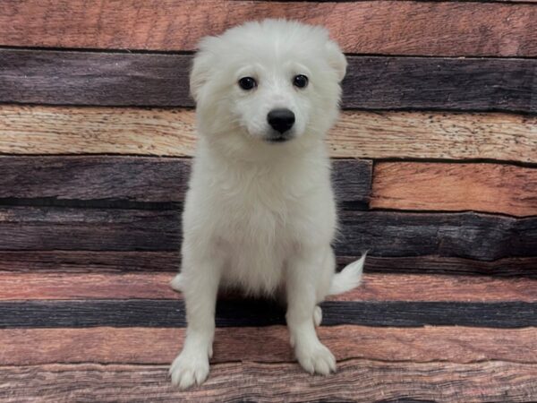 American Eskimo Dog-DOG-Female-White-24111-Petland Scottsdale, Arizona