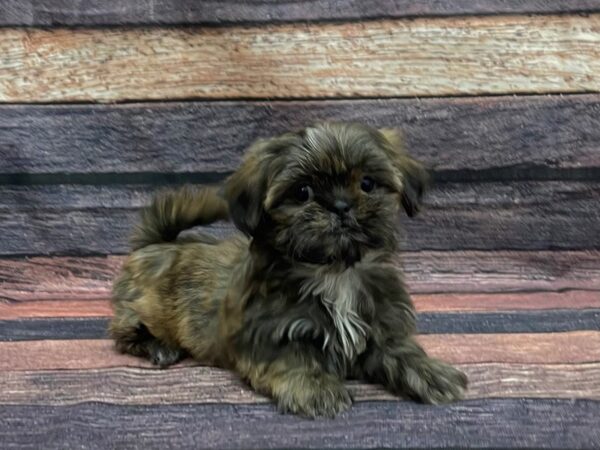 Shih Tzu-DOG-Female-Chocolate Gold-24112-Petland Scottsdale, Arizona