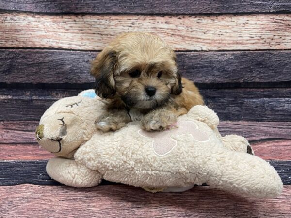 Poodle/Shih Tzu-DOG-Female-Gold-24120-Petland Scottsdale, Arizona