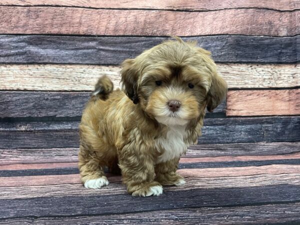Poodle/Shih Tzu-DOG-Male-Chocolate Gold-24119-Petland Scottsdale, Arizona