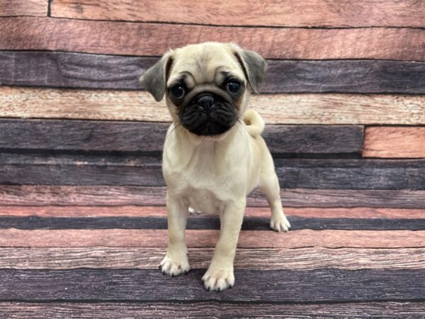 Pug-DOG-Female-Fawn-24099-Petland Scottsdale, Arizona