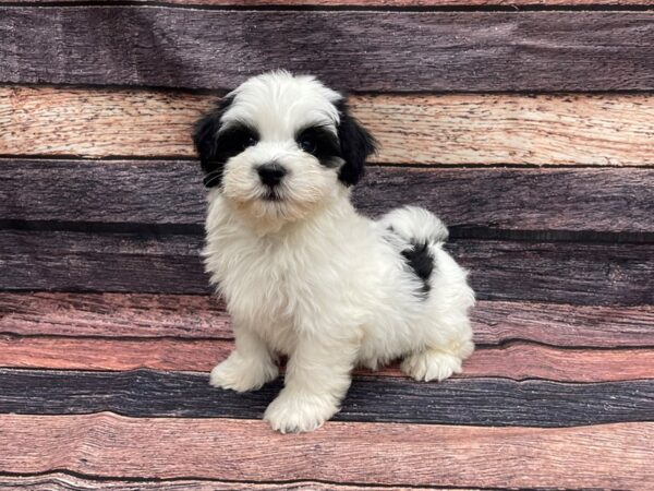 Havanese-DOG-Male-Black and White-24096-Petland Scottsdale, Arizona
