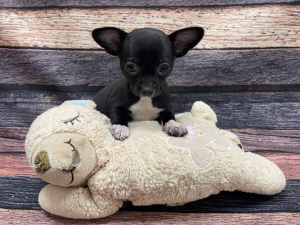 Chihuahua-DOG-Female-Black and White-24095-Petland Scottsdale, Arizona